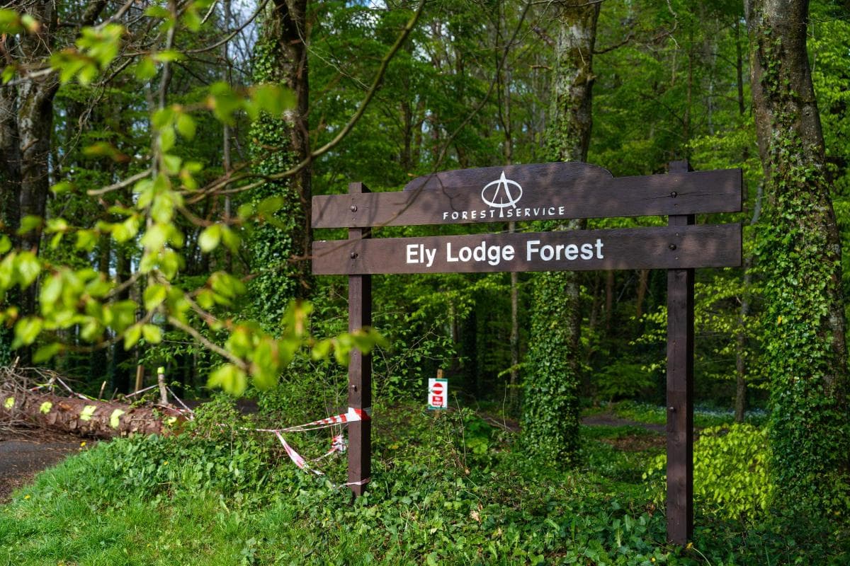Ely Lodge Forest
