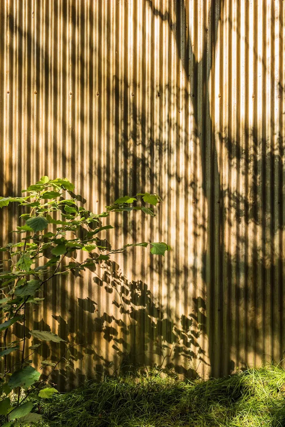 Leaf shadows on a corrugated wall in Fermanagh